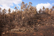 Burned Woods Burned Woods