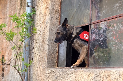 Photo: rescue dog rescue dog