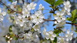 Cherry blossoms. Bee pollinating flowers Cherry blossoms. Bee pollinating flowers
