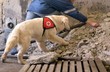 rescue dog