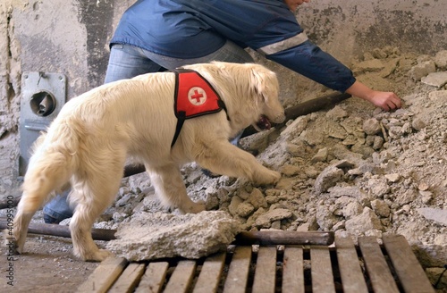 Photo: rescue dog rescue dog