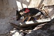 rescue dog