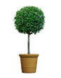 Bay tree