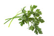 Bunch of parsley isolated on white Bunch of parsley isolated on white