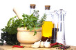 Mortar and pestle with fresh herbs, spices, virgin olive oil, sa Mortar and pestle with fresh herbs, spices, virgin olive oil, sa