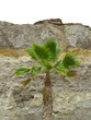 palm and rock in desert