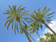 palms ans blue sky - oasis
