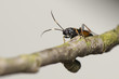 Ichneumonidae