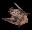 Bat