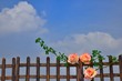 大空と薔薇