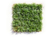 Green grass texture Green grass texture