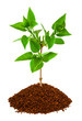 Plant in land