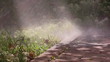 Watering small white garden flowers