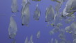 Seasonal gathering of large schools of fish