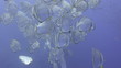 Seasonal gathering of large schools of fish