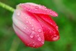 Leinwanddruck Bild - dew drops on tulip