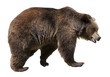 Isolated brown bear (Ursus arctos)