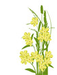 small yellow flowers in green grass