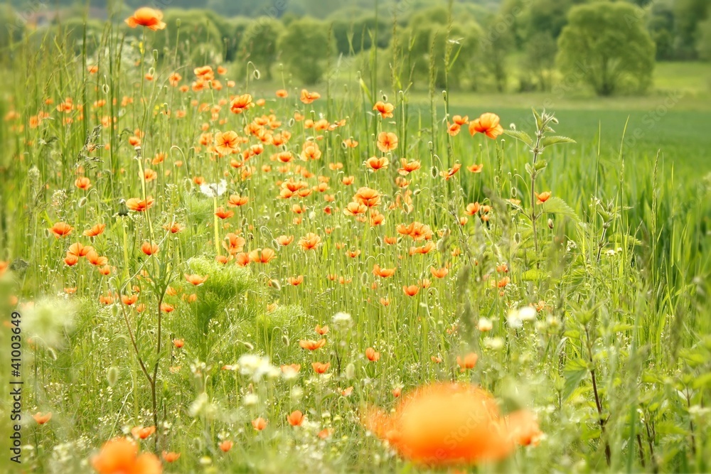 Sommerwiese