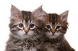 portrait of two siberian kittens on white background