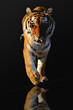 Walking tiger