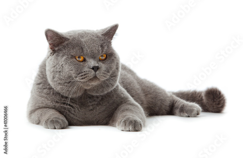 Photo: British shorthair cat on a white background. British shorthair cat on a white background.