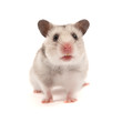 Hamster Hamster