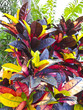 tropical vegetation - background