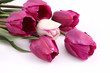 Tulpen