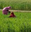 Women Farming