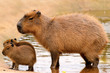 Capybara Capybara