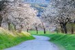 flowering cherry alley, south Bohemia, Czech Republic