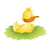 Cute Duck