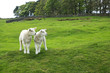 Lamb