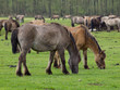 Wildpferde 309