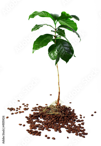 Photo: young coffee arabica plant with roots in beans. isolated young coffee arabica plant with roots in beans. isolated