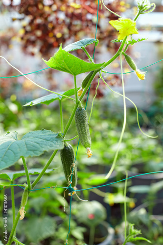 Photo: fresh cucumber plant growing in greenhouse fresh cucumber plant growing in greenhouse