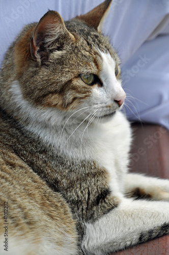 Photo: Katze Katze