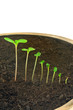 Sequence of Impatiens flower growing, evolution concept