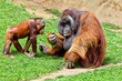 Orangutan of Borneo, Pongo Pygmaeus