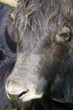 Foto: Portrait de taureau Portrait de taureau