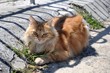 Persian cat