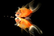 Goldfish  swim in a water and reflection