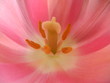 Tulpe