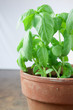 Photo: Basil plant Basil plant