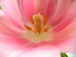 Tulpe