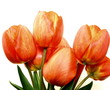 Beautiful spring tulips