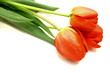 A beautiful spring tulips