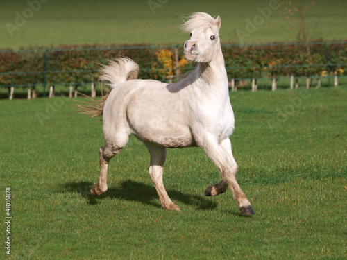 Photo: Welsh Stallion Welsh Stallion