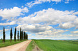 Tuscany, Cypress Trees, white road, green field, Siena, Italy. Tuscany, Cypress Trees, white road, green field, Siena, Italy.